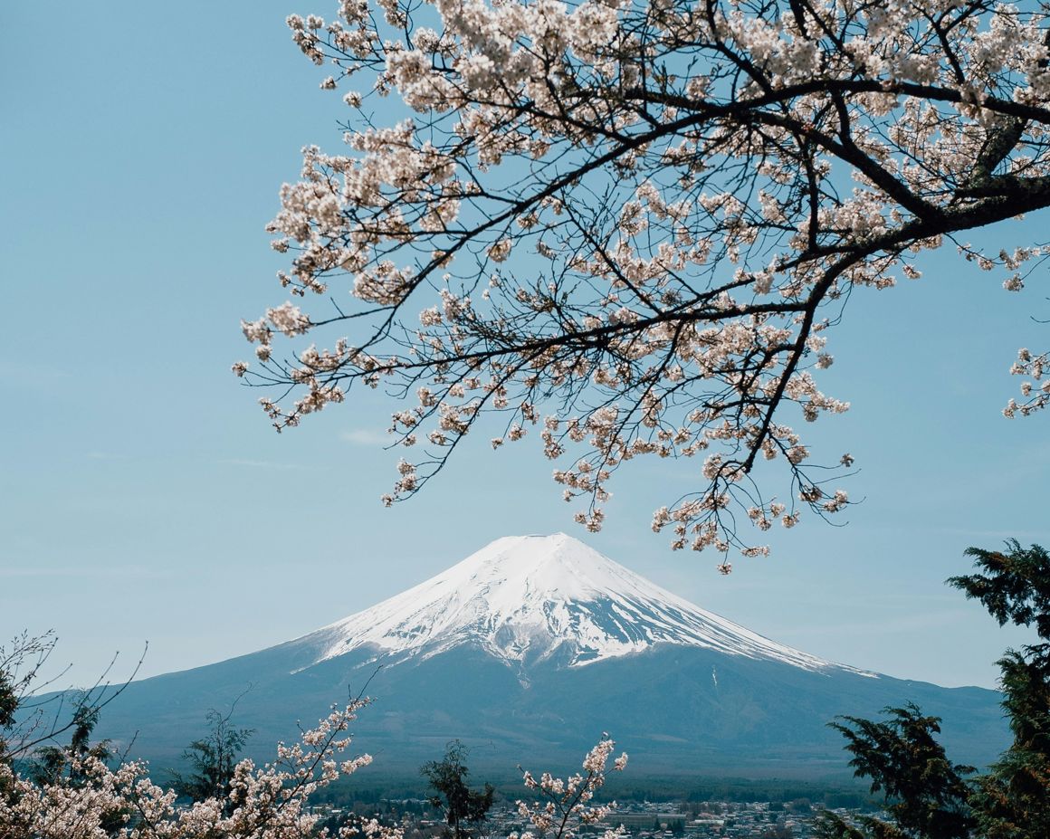 Monte Fuji com o topo nevado atrás de galhos de cerejeira em flor